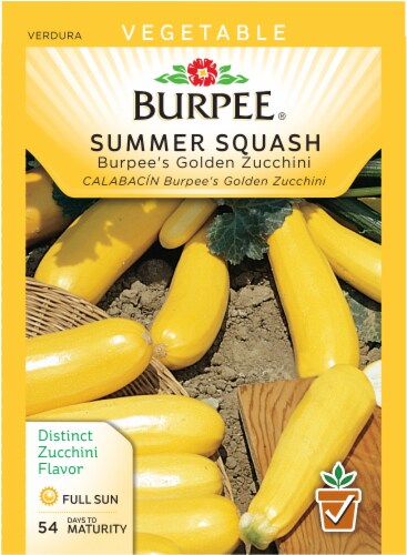 Burpee® Golden Zucchini Summer Squash Seeds Perspective: front