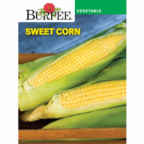Burpee Corn Sunny Days Hybrid Perspective: front