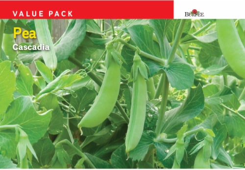 Burpee Cascadia Pea Seeds Value Pack Perspective: front