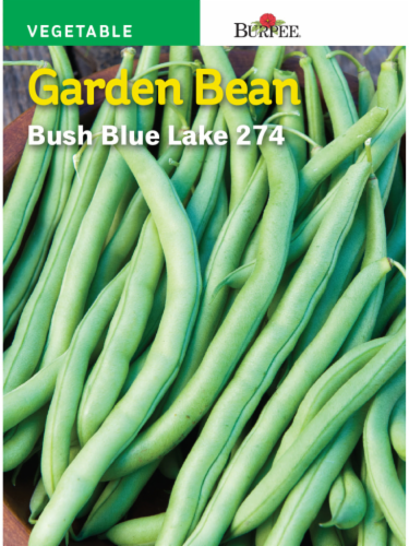 Burpee Blue Lake 274 Bush Bean Seeds - Green Perspective: front