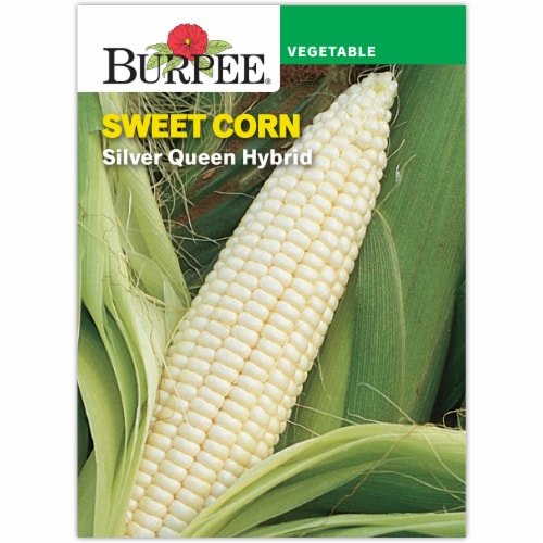 Burpee® Silver Queen Hybrid Corn Seeds Perspective: front