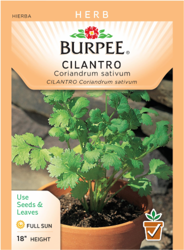 Burpee® Cilantro Seeds Perspective: front