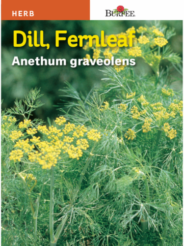 Burpee® Fernleaf Dill Seeds Perspective: front