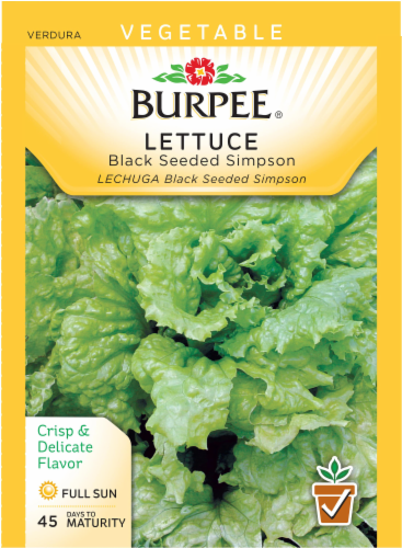 Burpee® Black Seeded Simpson Lettuce Seeds - Green Perspective: front