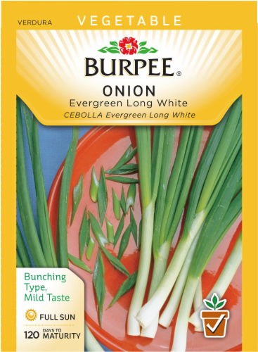 Burpee® Evergreen Long White Bunching Onion Seeds Perspective: front
