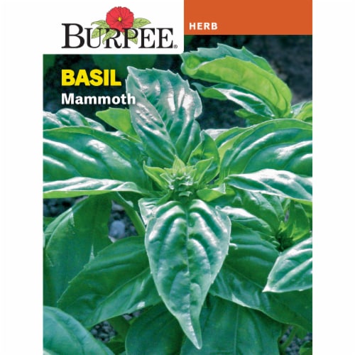 Burpee® Mammoth Basil Seeds Perspective: front
