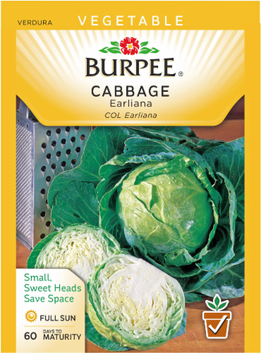 Burpee Earliana Cabbage - Green Perspective: front