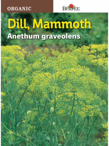 Burpee Mammoth Dill Herb Seeds - Green Perspective: front