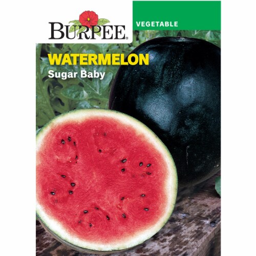 Burpee® Blush Sugar Baby Watermelon Seeds Perspective: front