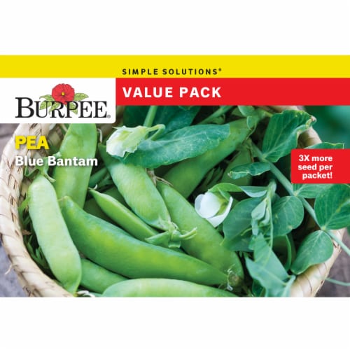 Burpee Blue Bantam Pea Perspective: front