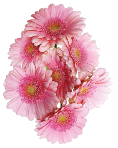 Mini Gerbera Daisies Perspective: front