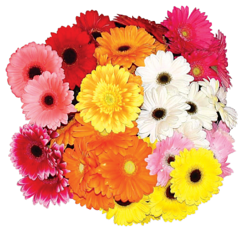 Gerbera Daisies Bunch Perspective: front