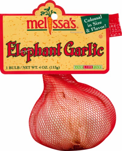 Melissa'a Elephant Garlic Bulb Perspective: front