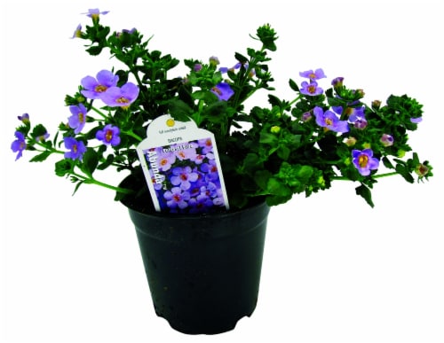 Premium Annuals Perspective: front