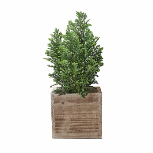 Por La Mar Nursery Cypress in Wood Crate Perspective: front