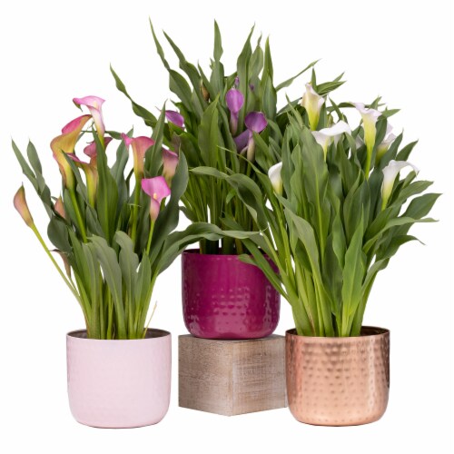Assorted Calla in Divot Tin Perspective: front