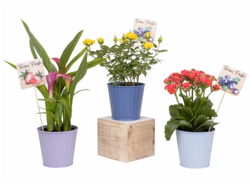 Por La Mar Nursery Blooming Berry Cobbler Perspective: front