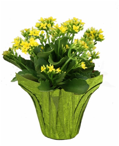 Kalanchoe Perspective: front