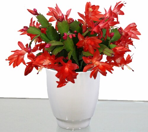 Zygo Cactus potted plant - White Ceramic Perspective: front