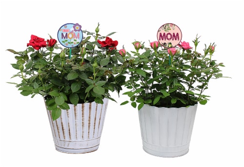 Por La Mar Nursey Mother's Day Mini Rose Potted Plant - Assorted Perspective: front