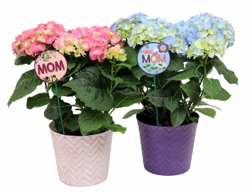 Por La Mar Nursery Potted Hydrangea Plant Perspective: front