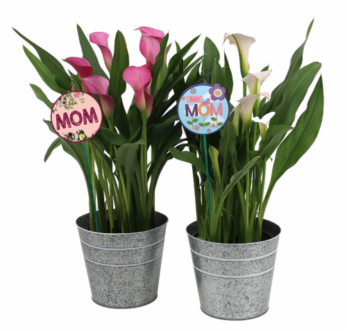 Por La Mar Mother's Day Calla Lily Potted Plant Perspective: front