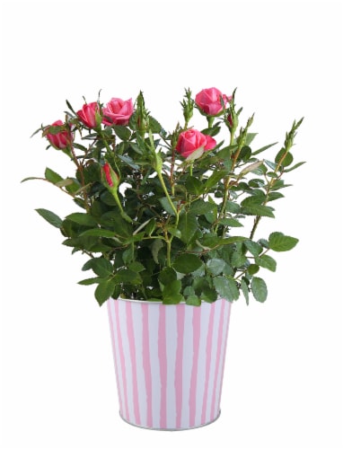 Mother’s Day Fresh Mini-Rose Plant in 4 inch pot – colors may vary Perspective: front