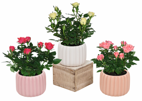 Mini Potted Flowers - Assorted Perspective: front