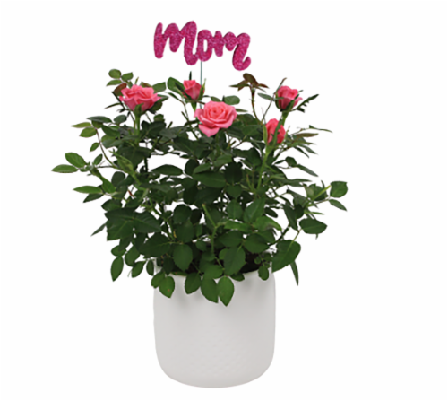 Mothers Mini Rose Flowers Perspective: front