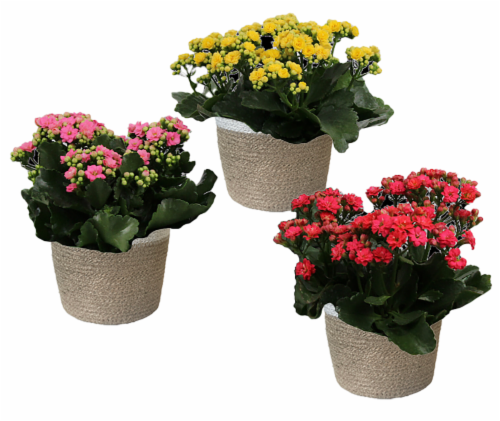 Kalanchoe Decoration Plant Perspective: front