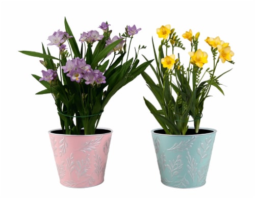 Freesia Deco Perspective: front