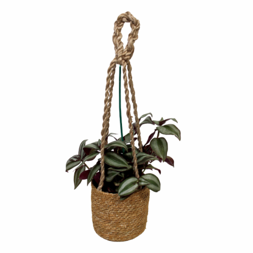 Por La Mar Nursery Foliage Hanging Basket Perspective: front