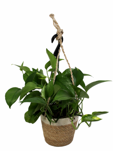 Foliage Hanging Basket Perspective: front