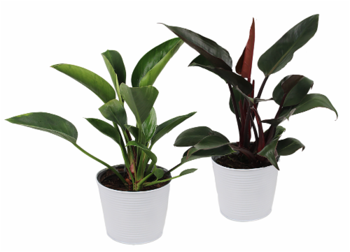 Philodendron Deco Perspective: front