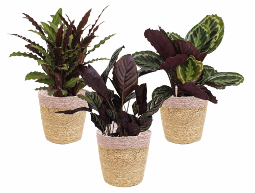 Calathea Decorative 8 In Basket Perspective: front