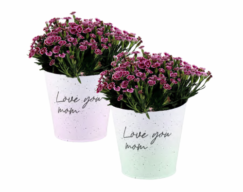 Por La Mar Nursery Dianthus Pink Kisses Perspective: front