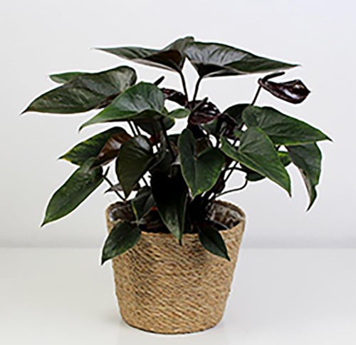 Anthurium Black Beauty Perspective: front