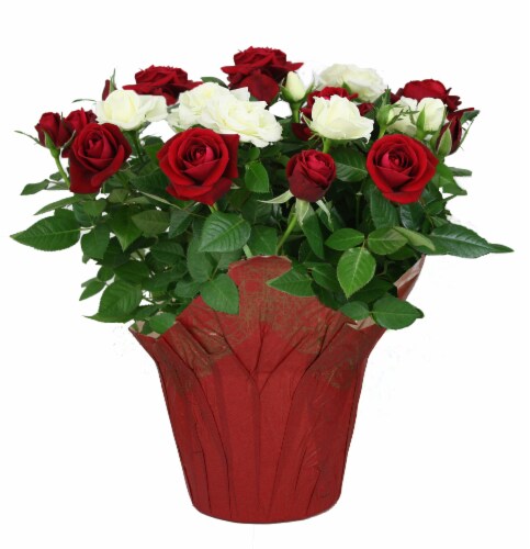 Red & White Rose Duet Flowering Plant Perspective: front