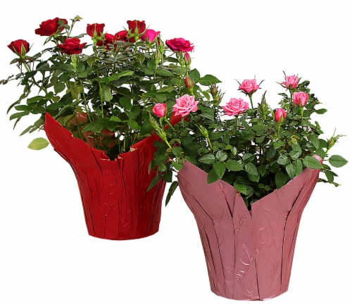 Valentine's Day Mini Rose with Seasonal Pot Cover Perspective: front