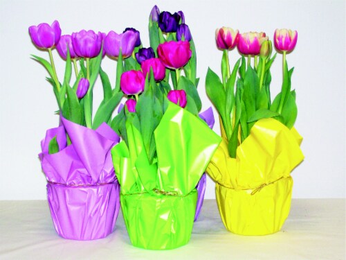 Premium Tulip Plant Wraps Perspective: front