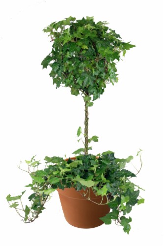 Por La Mar Nursery Ivy Topiary Ball in Clay Pot Perspective: front