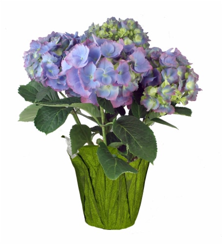 Por La Mar Nursery Premium Hydrangea Perspective: front
