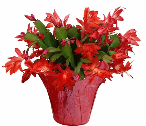 Fresh Holiday Zygo Christmas Cactus in 6 inch Container Perspective: front