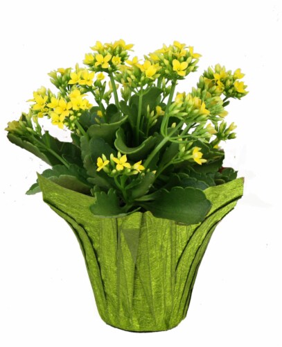 Por La Mar Nursery Kalanchoe Perspective: front