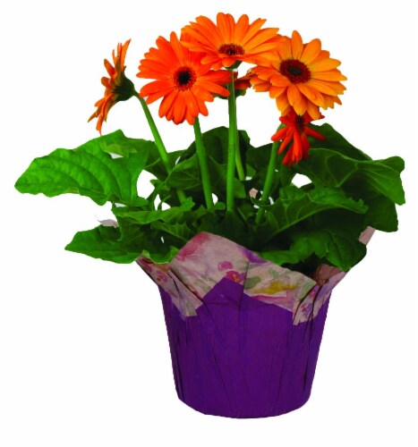 Premium Blooming Wrap Perspective: front