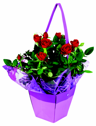 Potted Mini Rose in Vintage Gift Bag Perspective: front