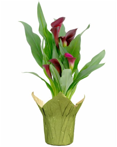 Calla Lily in Wrap Perspective: front
