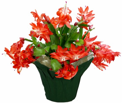 Zygo Cactus Perspective: front