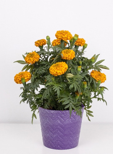 Potted Marigold Perspective: front