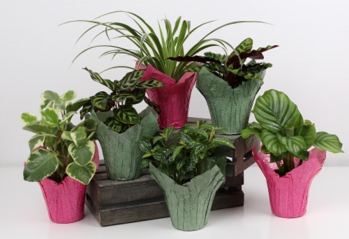 Assorted Foliage Perspective: front